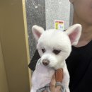 부천 동물심장 내과 건강검진센터 | 천안동물의료센터 강아지 내과 검진 후기