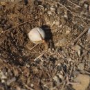 도토리의꿈 이미지