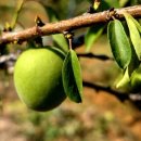 수림 농장 이미지