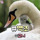 순우리말로 하면 귀여운 동물이름~ 이미지