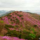 진달래핀풍경