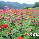 백일홍 이미지