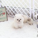 화이트포메라니안 이미지