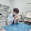 카카오N동물병원 이미지