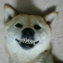 푸른늑대