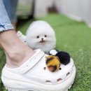화이트켄넬(white-kennel) 이미지