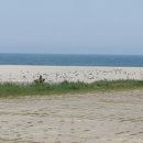 남대천보행교 이미지