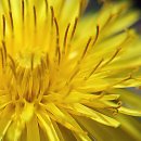 민들레1 이미지