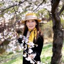 🌸2023년 4월 8일 월요일 인천대공원 벚꽃보러 가요. 이미지