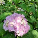 6월 6일 (화) 수국꽃 바라보는 서울숲길에서 이미지