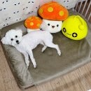 강아지 디스크 슬개골탈구 관절염 도움 주는 애견 침대 시리얼S24