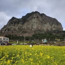 [섬농수산] 제주 과일 맛있는 곳 추천
