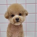 노크노크 강아지미용실 이미지