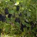 김진석 농장 이미지