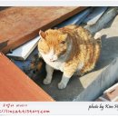 노랑고양이