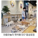 야옹아놀자 캣카페(동성로점) | 대구 아이와가볼만한곳 고양이카페 야옹아놀자캣카페 동성로점