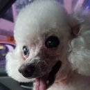 해피데이애견 이미지