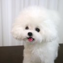 양모아네뜨