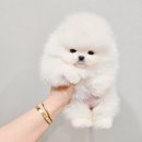 한산켄넬 네이버블로그