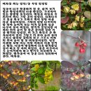 꽃피는언덕