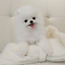 해시도그 이미지