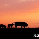 우리네축산 이미지