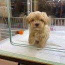 상도그 검암점 이미지