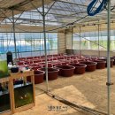 다루아쿠아 이미지