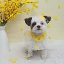 뷰티풀독 이미지