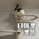 뚱냥이네 | 5살 겁많은 뚱냥이도 만족!튼튼한 캣폴 디어캣 솔직 후기