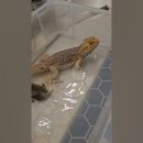 Bearded Dragon PooPing 이미지