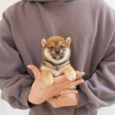 루이몽 - 서초구 신반포로41길 10 | 루이몽