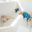 댕교오겠습니다 이미지