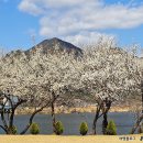 매화공원 광장 이미지