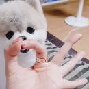 동그라미펫 이미지