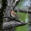 몽골의 새20 - Pine Bunting(흰머리멧새) 이미지