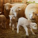 자유목장 이미지