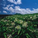 문주란 자생지 이미지