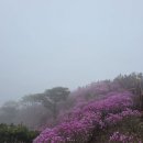 호촌2리마을회관 | 강화도 고려산 진달래 실시간 개화 상황(4/11) 청련사 코스 안개 속 분홍빛 산행 후기