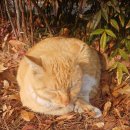 내촌어린이공원 이미지