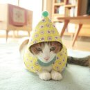 고양이 모자 이미지