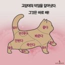야옹이네 고양이카페 네이버블로그