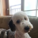 구가의 견 이미지