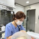 강아지 방광결석, 혈변부터 잦은 배뇨까지 꼭 알아야할 것