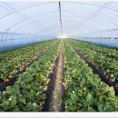 쌍림농장 이미지