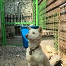 강아지이야기 이미지