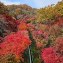 발면동 버스승강장 뒤 | 화담숲 실시간 단풍 절정 : 예약 주차 셔틀버스 모노레일 현장발권 (11월 7일 기준)