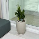 마곡농원 | 새해맞이 신혼집 거실 식물 추천🌿 농원청년 금전수(돈나무) 내돈내산 후기