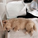 논산시 동물보호센터 | 우리 집 강아지, 감자를 소개할게요 1 (논산동물보호센터 입양, 파보바이러스 극복, 대전 24시 동물병원)