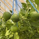 고령농장(2) 이미지